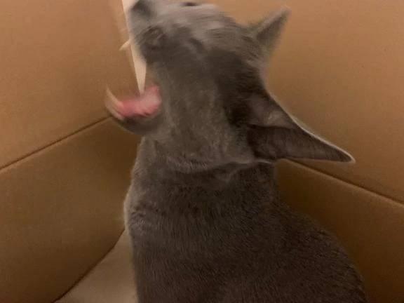 遅くなりましたが😿