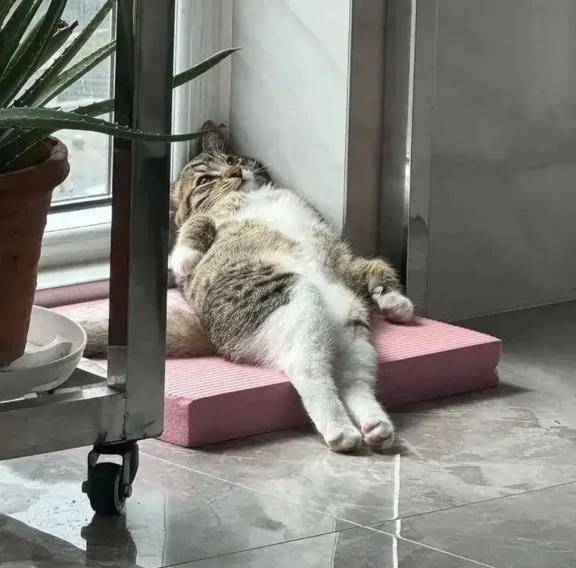 金曜日の夜の私🐱