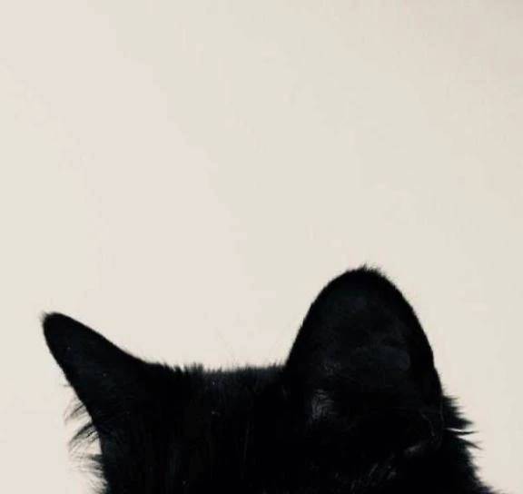 夜の部🐈‍⬛