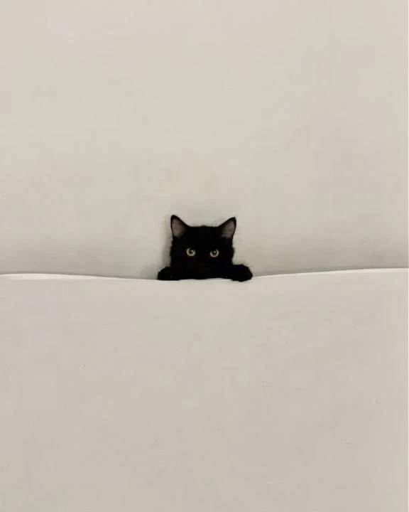 ありがとう🐱