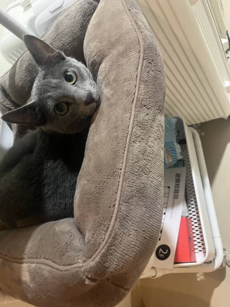 お昼のにゃんきゅっぱタイム🐱