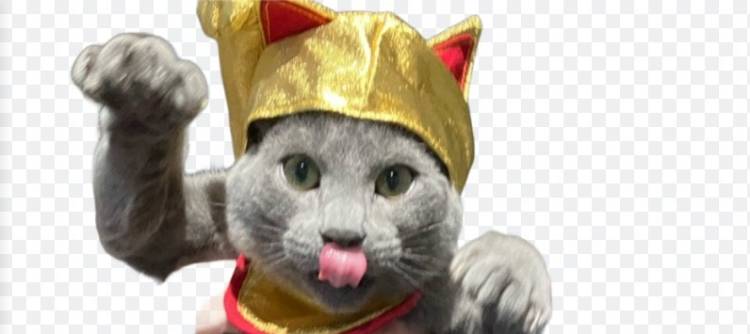 🐱にゃんきゅっぱで癒されよ？