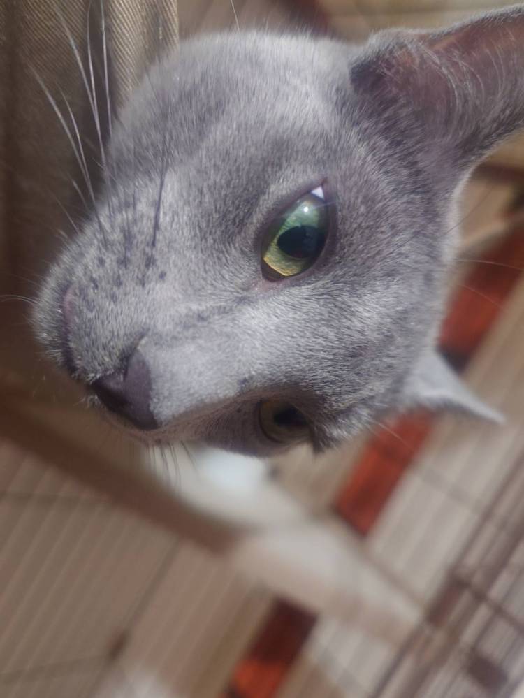 🐱にゃんきゅっぱでひと休み🐾