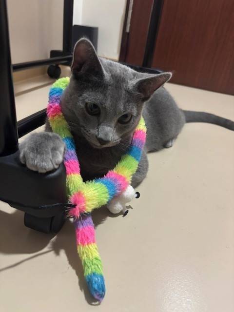 カラフルエビス様🐱