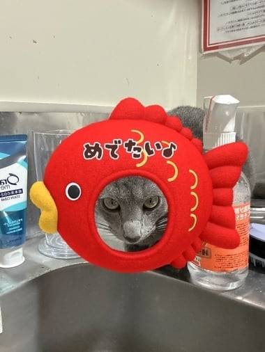 初公開