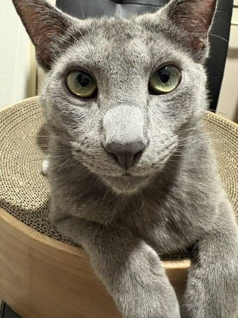 にゃんにゃんこ🐈