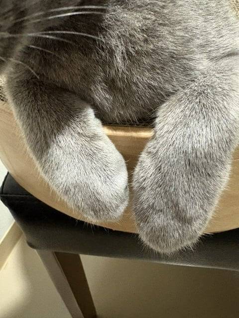 |･ω･)ﾉ しゅ