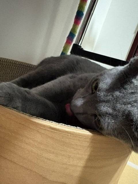 にゃお🐈🐾