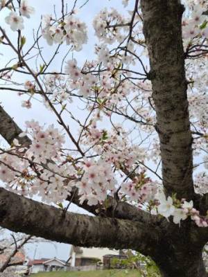 私の桜