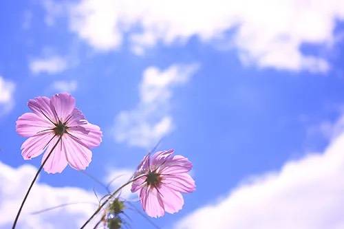 天音　りか（あまね　りか）（四十・五十　悦んで～しじゅう・ごじゅうの悦び）