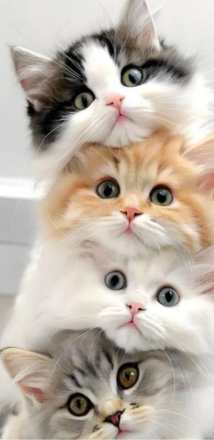 花山　ゆりあ（はなやま　ゆりあ）（四十・五十　悦んで～しじゅう・ごじゅうの悦び）