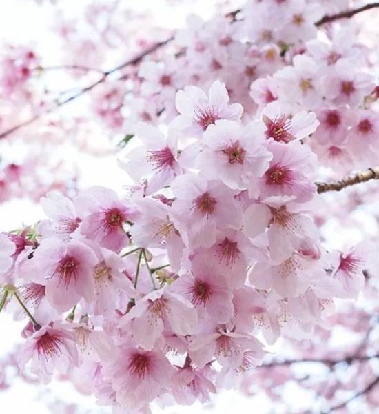 高木あい（たかぎ　あい）【GOLDCLASS】（四十・五十　悦んで～しじゅう・ごじゅうの悦び）