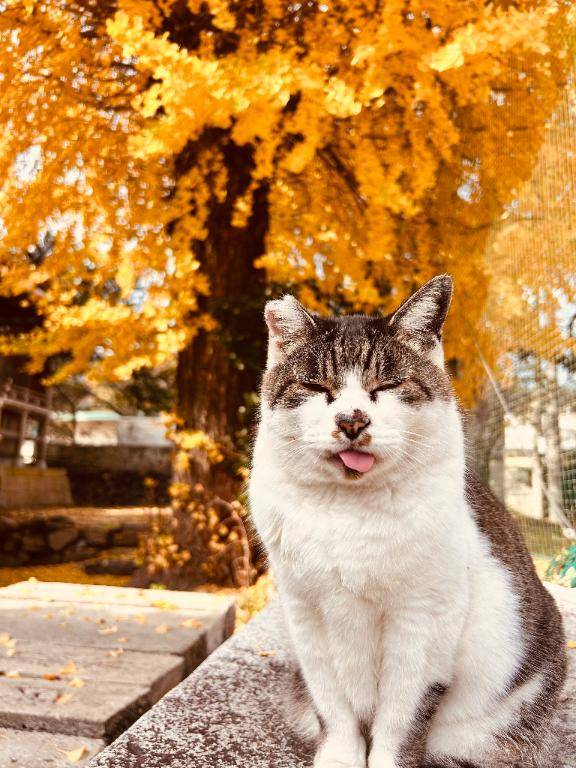 るりこ（LOVE&PLUS）