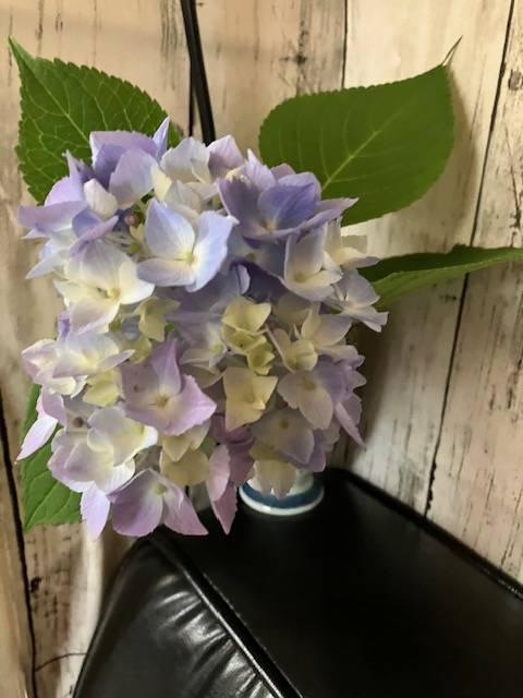 紫陽花💐