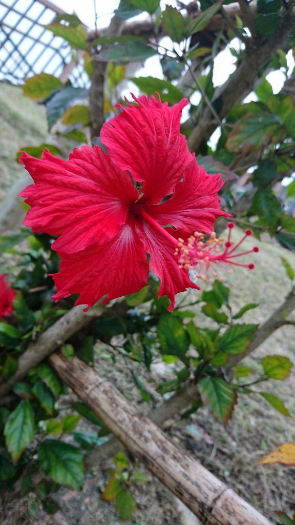 今日のお題③✨️