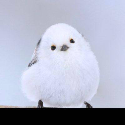 あやか【超次元Hカップエロ姉様】
