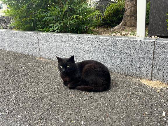 おはくろ🐈‍⬛