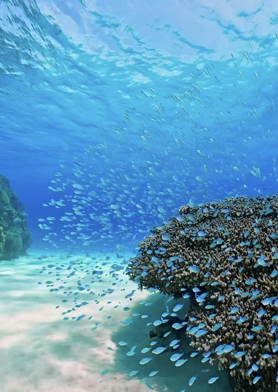 千景【爆乳美女が降臨!!】