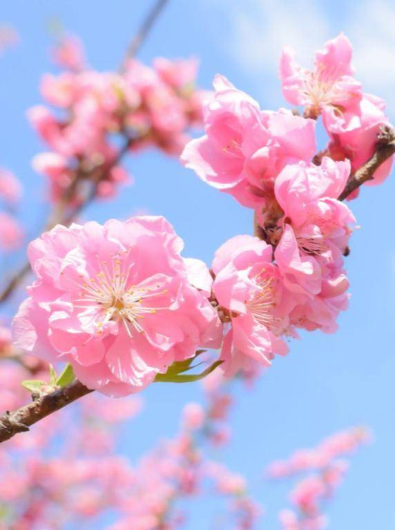 自分の誕生日花は知ってますか??