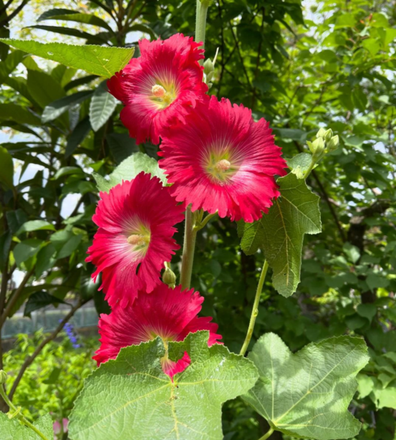 今日は父の日！父親の自慢出来る事を教えて下さい！