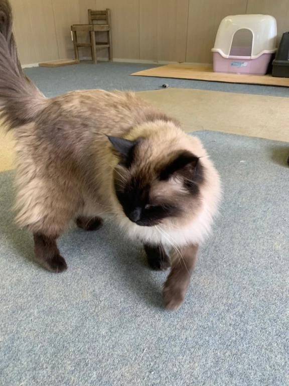 『お題』・最強に可愛いと思うモノは何ですか??