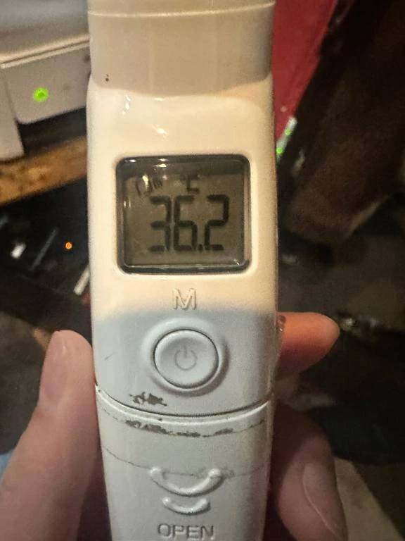 本日の体温❣️