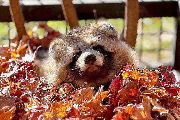 『お題』・人見知りですか??