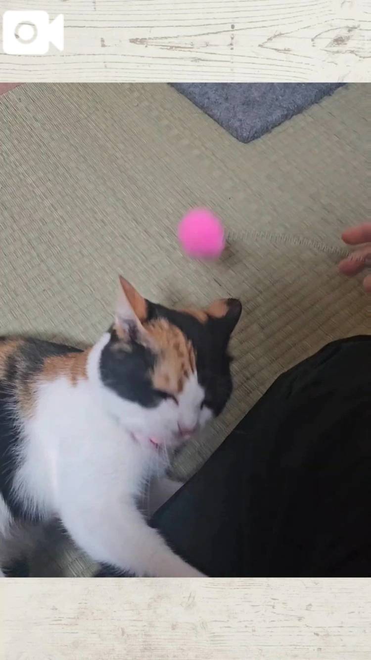 楽しいにゃ～♡