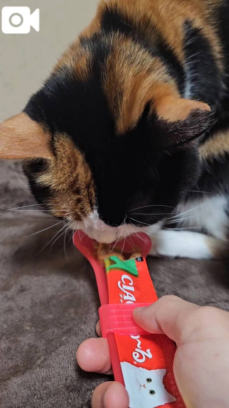 美味しいにゃ♡😻