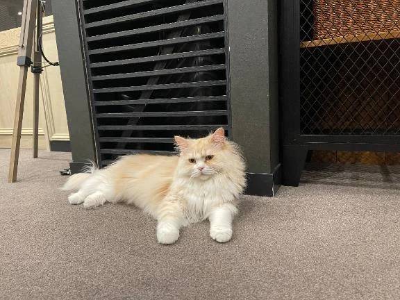 猫カフェ行きたい😚