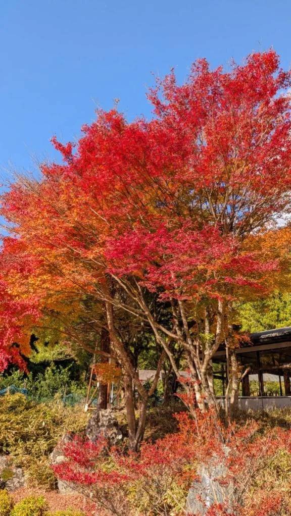 れん【美人！美脚！美尻！】