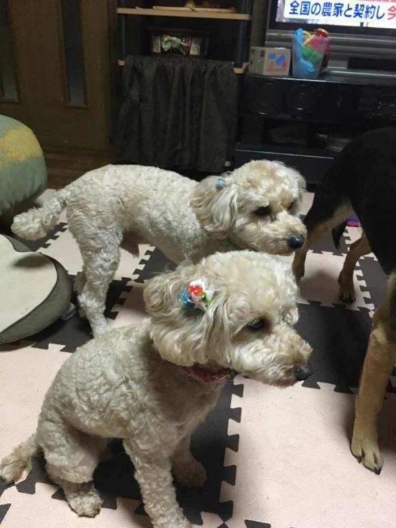 お店からのお題🧚🏻🫧