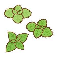 今日はミントの日!! ミントは好きですか??