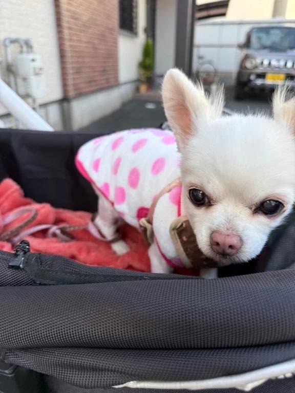 しゅんぶんのひ🌸