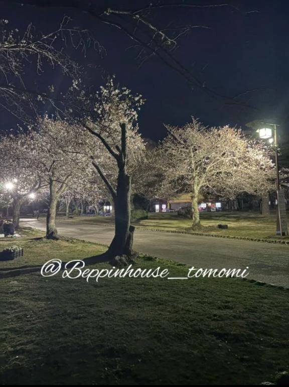 桜の日！！ 【ここは綺麗です！】と思う場所は？？