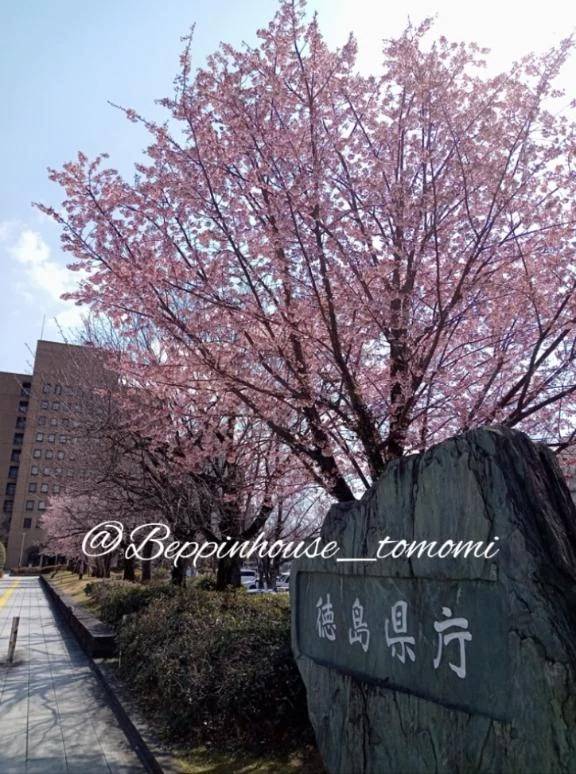 桜餅は好きですか??