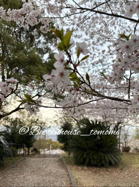 お花見はする予定ありますか？？