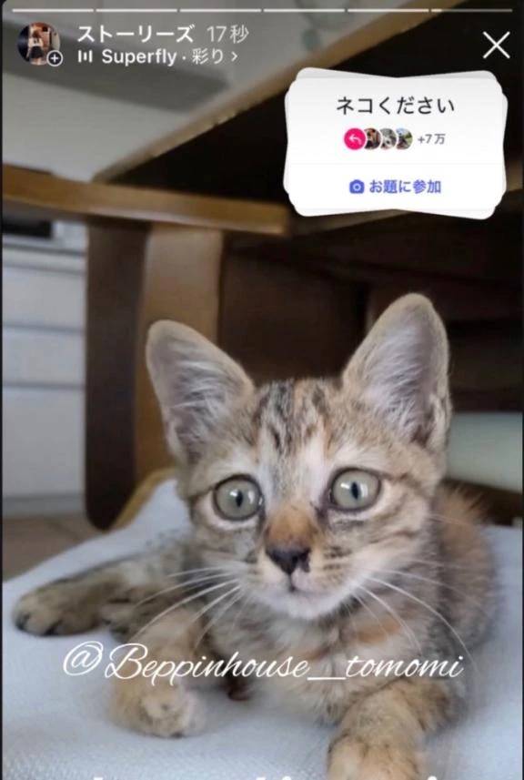 何かの生物と合成されるとしたら、どの生物がいいですか？？