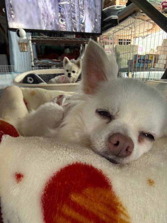 ヘイヘイコー🍥