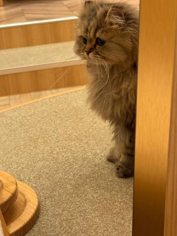 わくわく‎^._.^‪🌟