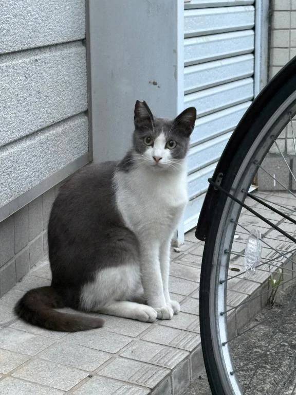 街でみかけた🐈