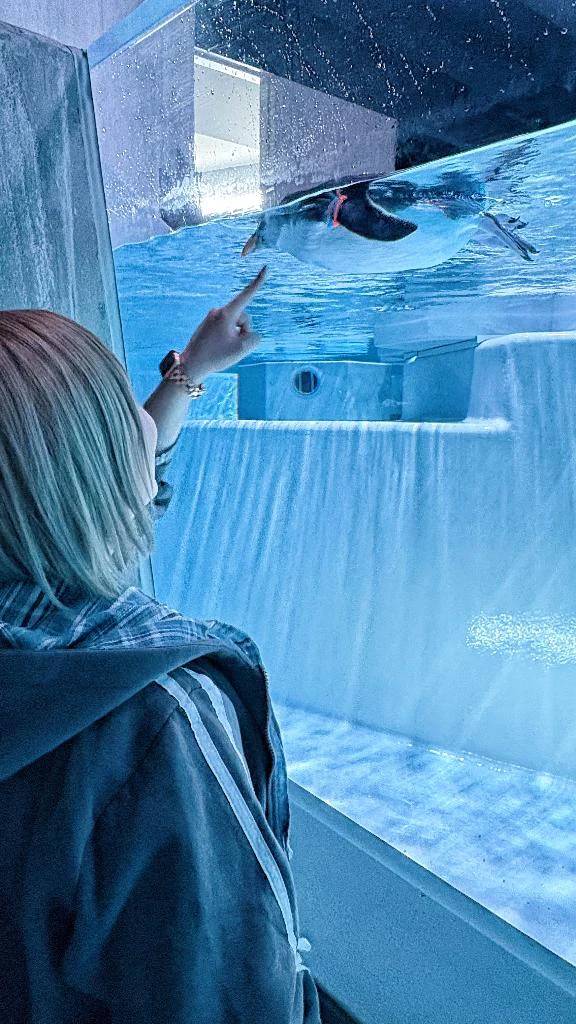水族館ミーム