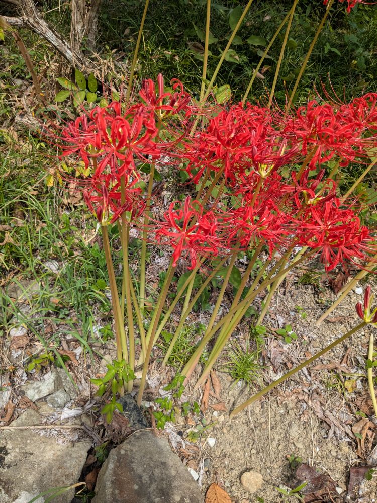皆様お疲れ様です♡週末は地元にいます