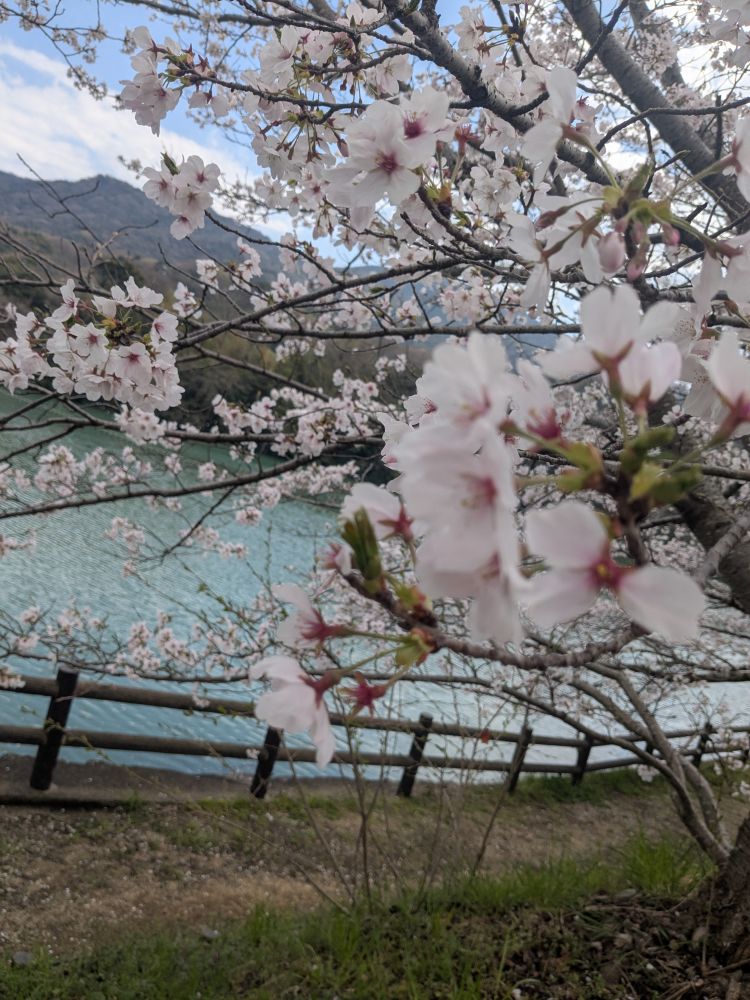 【お花見の思い出】