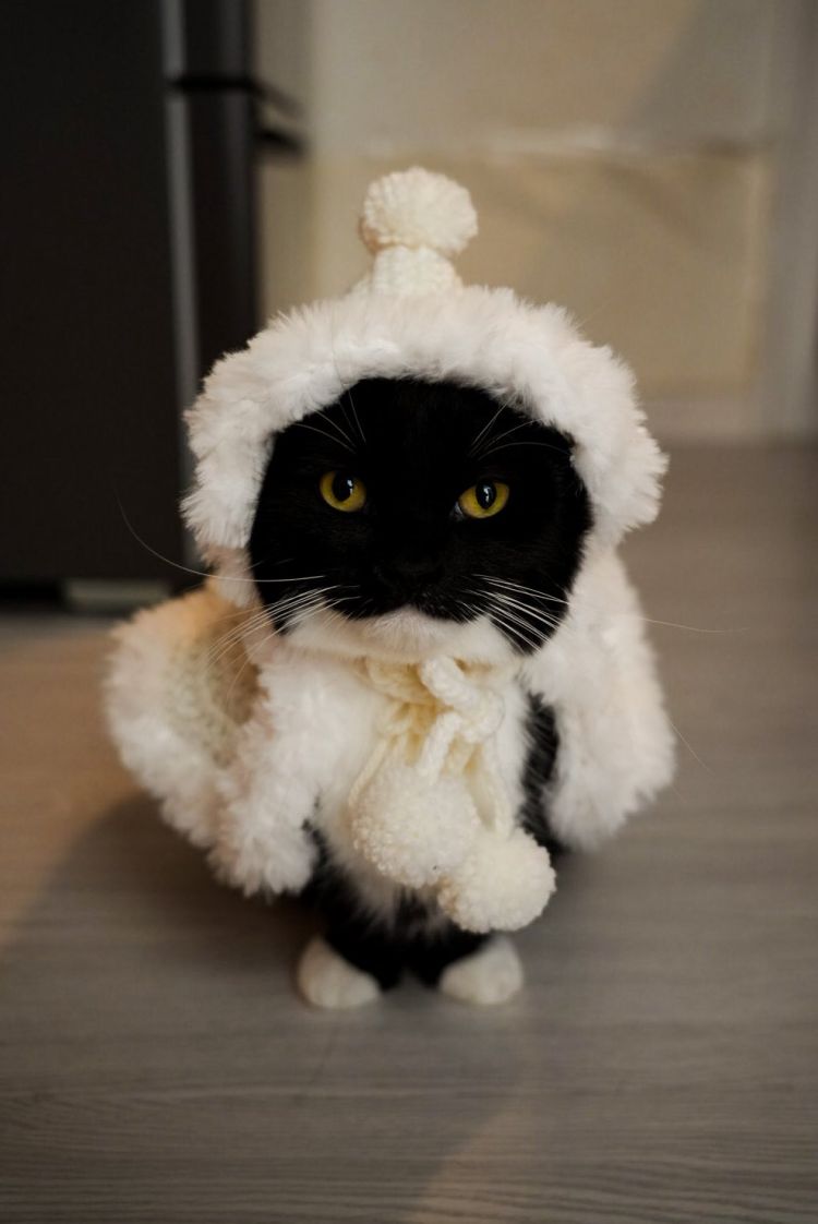 あなたを動物にたとえたら何？