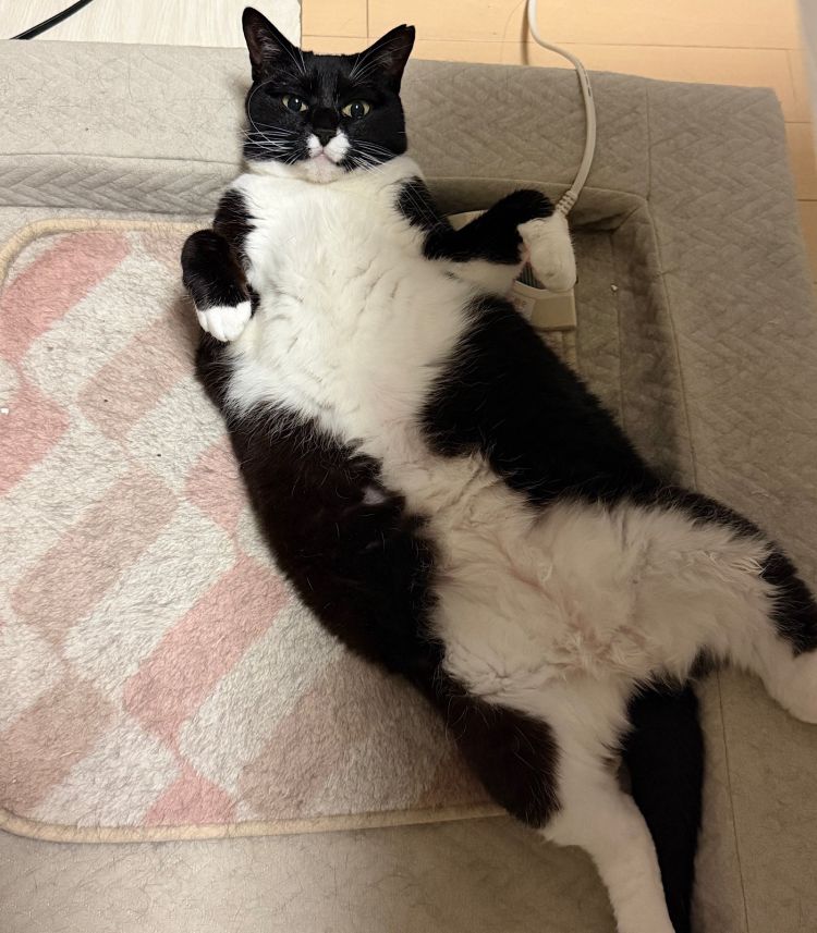 【作ってもらいたい料理】