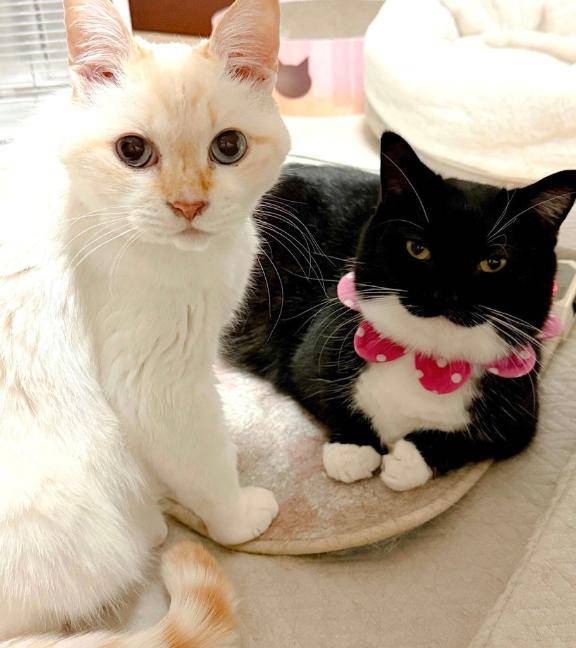 [お題]from:何がはやりなん？さん