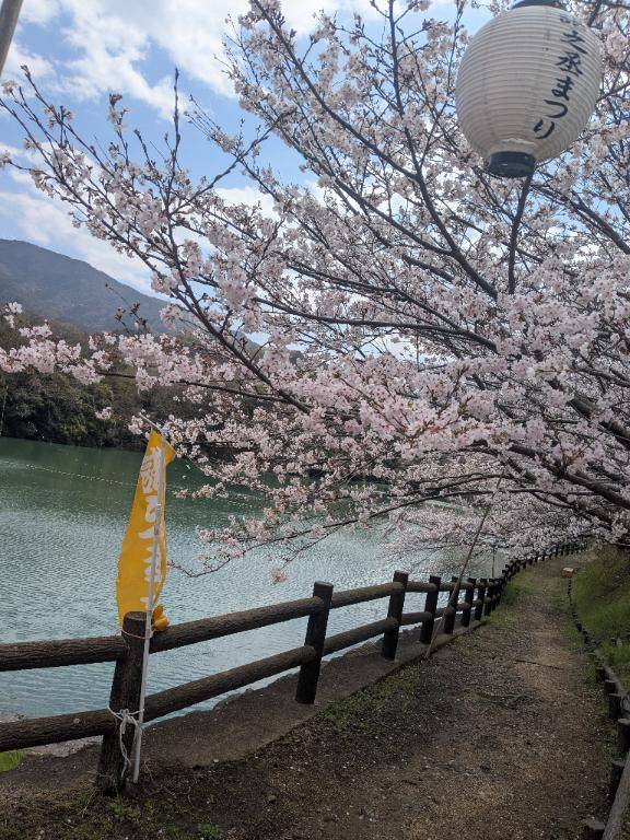 【お花見の思い出】