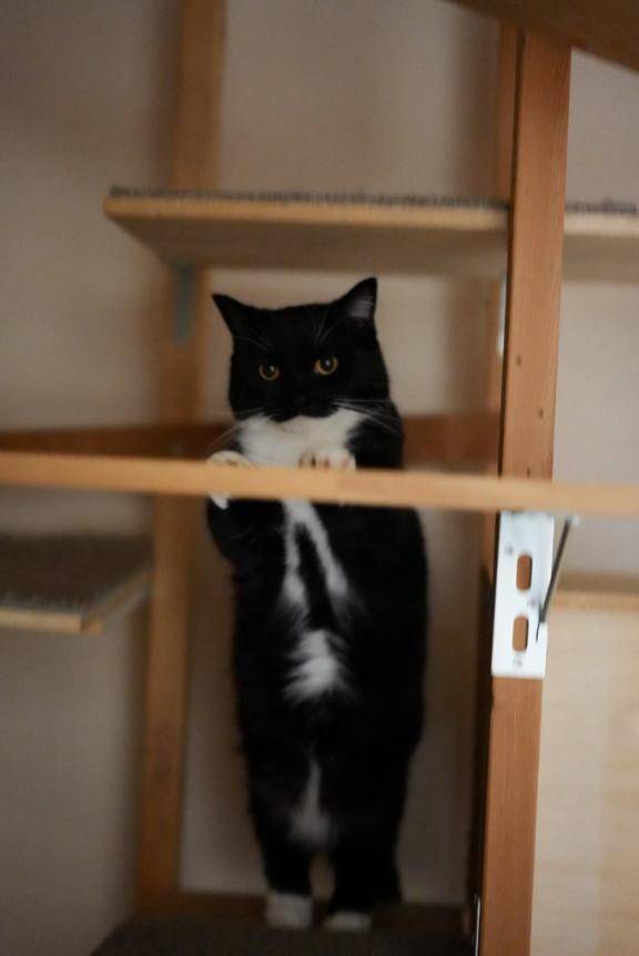 かおり（デリヘル素人美人人妻専門店Ⅰ ブルーローズ）