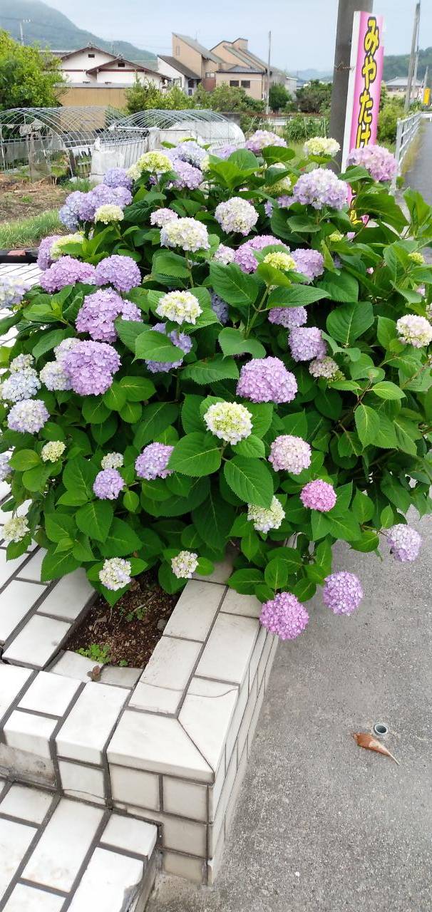 季節のお花～
